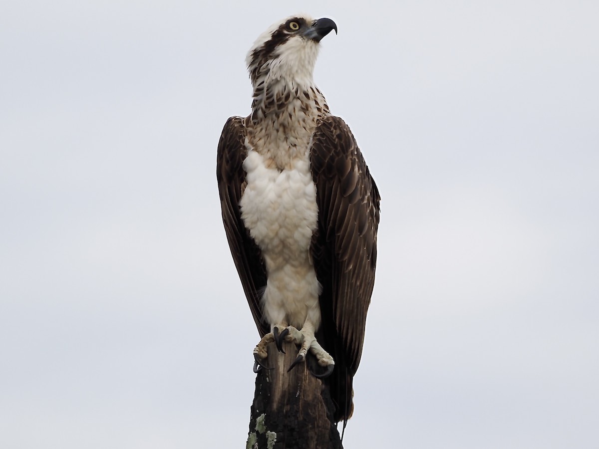 Águila Pescadora - ML620293995