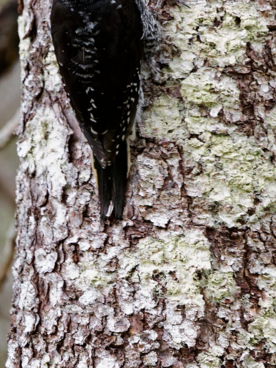 Black-backed Woodpecker - ML620293997