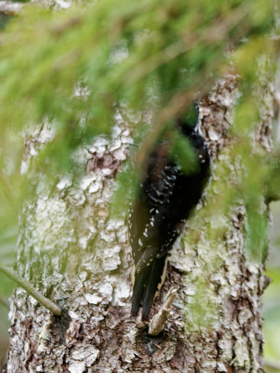 Black-backed Woodpecker - ML620293998