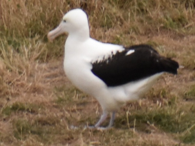 svartvingealbatross - ML620293999