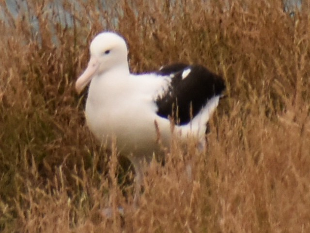 Albatros Real del Norte - ML620294000