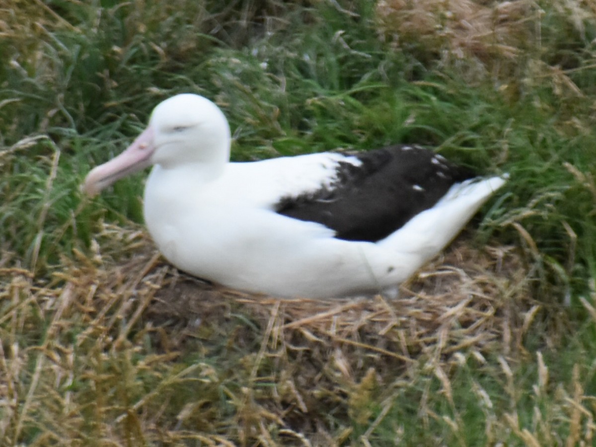 Northern Royal Albatross - ML620294001