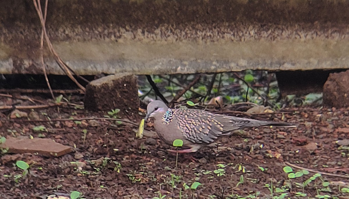 Spotted Dove - ML620294002