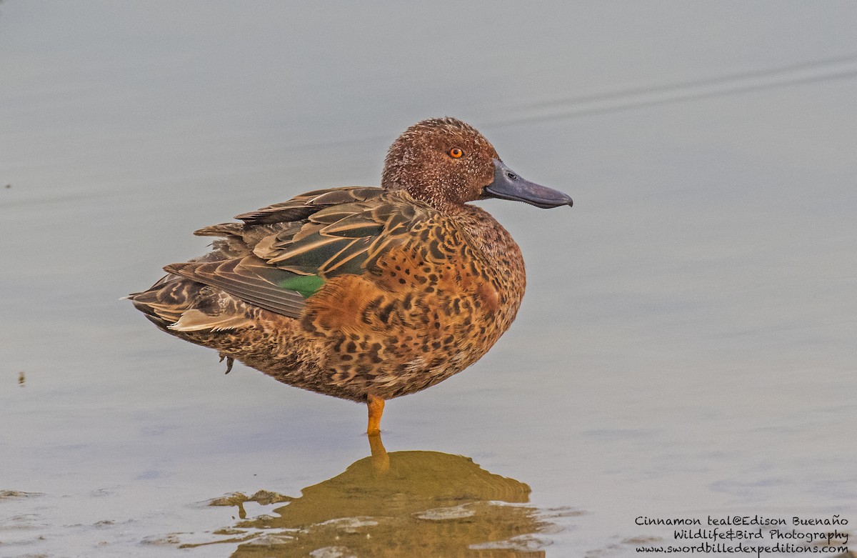 Cinnamon Teal - ML620294003