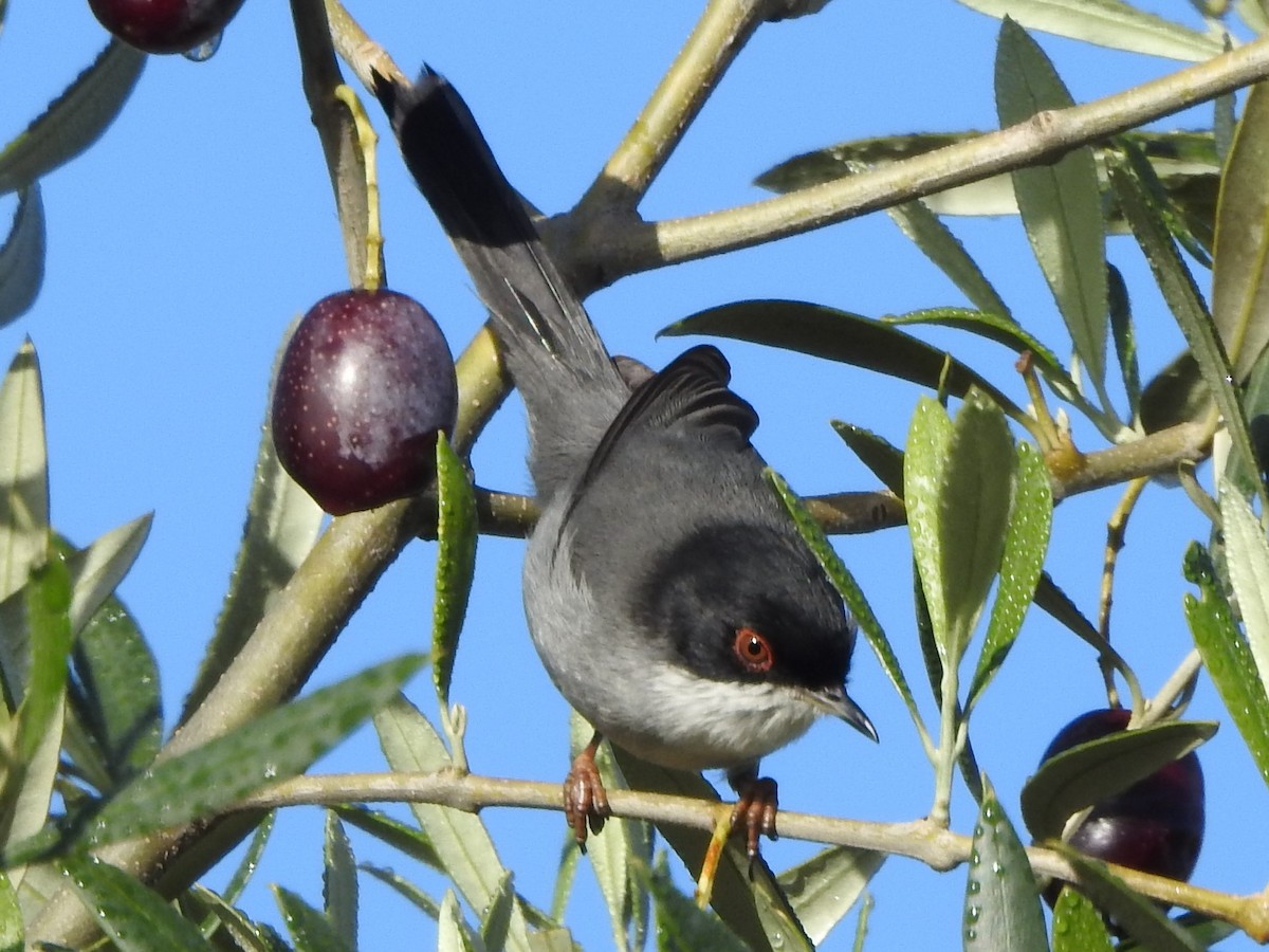 Sardinian Warbler - ML620294008