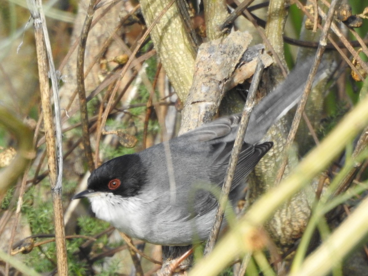 Sardinian Warbler - ML620294009