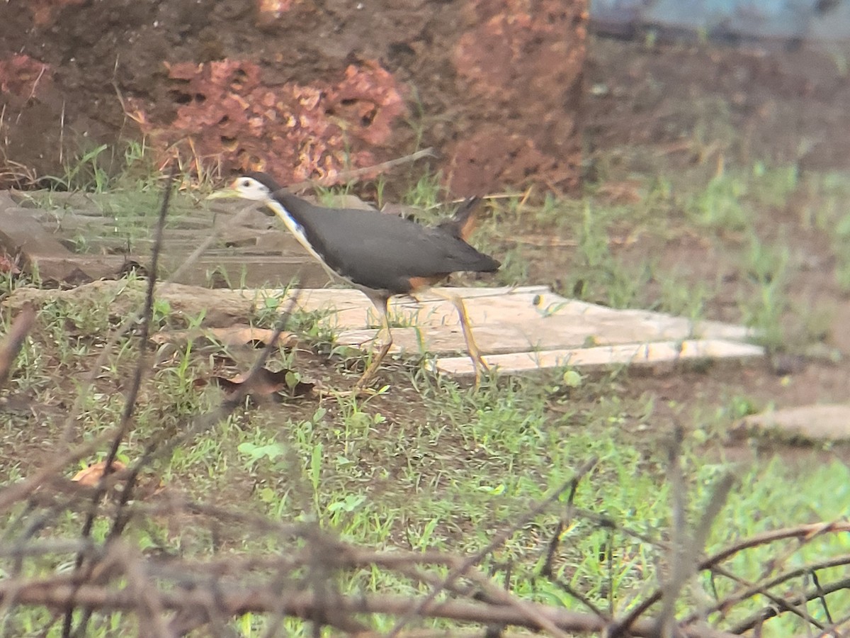 White-breasted Waterhen - ML620294010