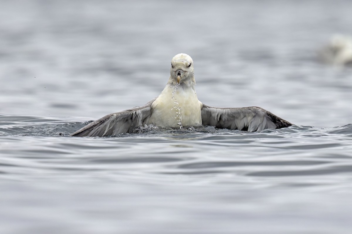 Fulmar Boreal - ML620294012