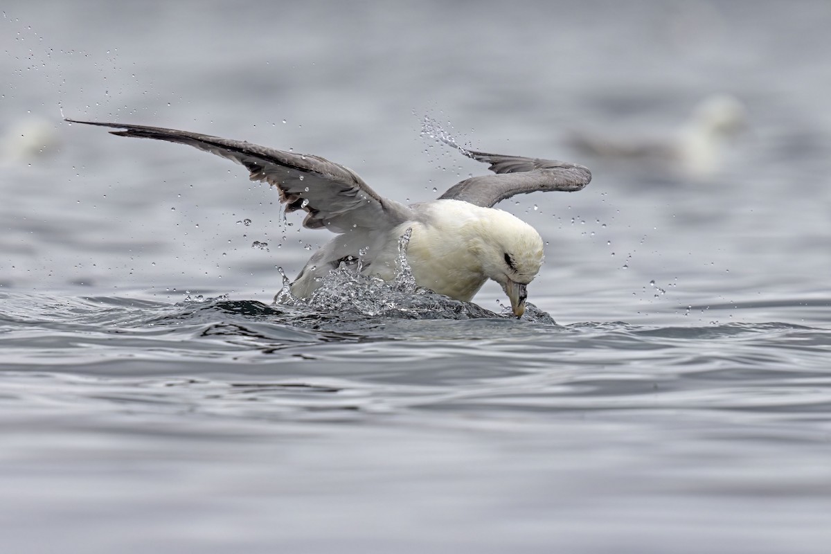 Fulmar Boreal - ML620294013