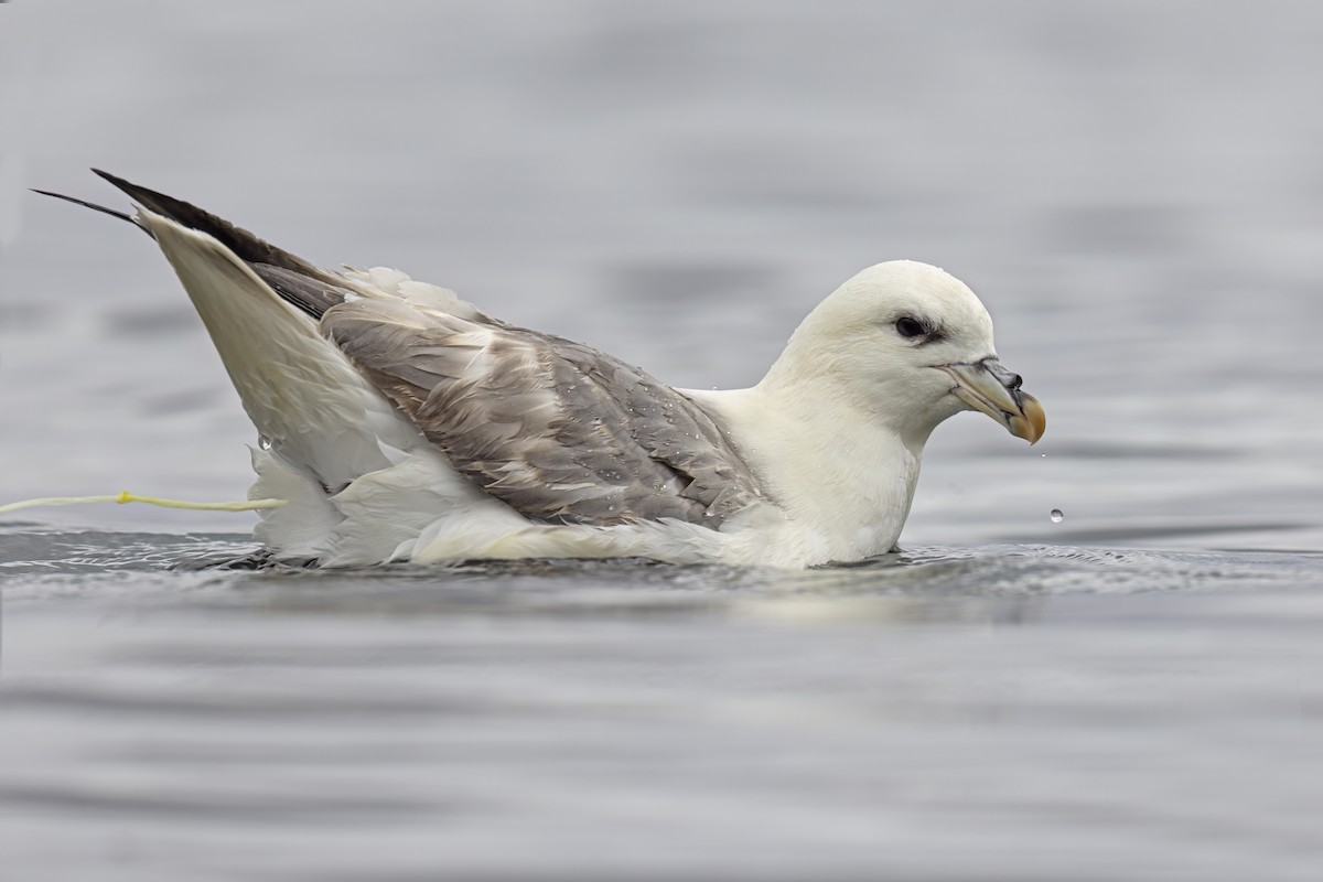 Northern Fulmar - ML620294017