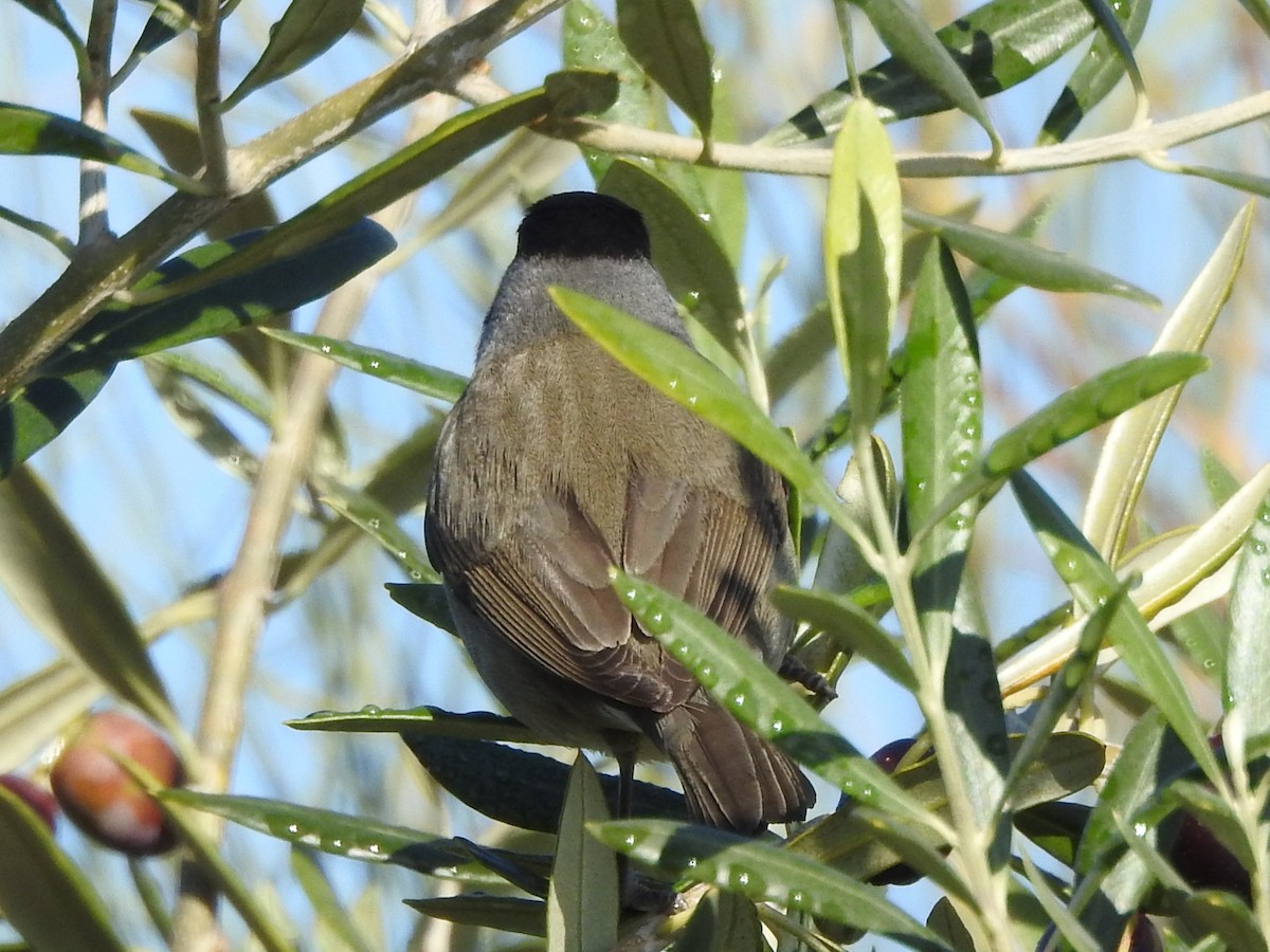 סבכי שחור-כיפה - ML620294019