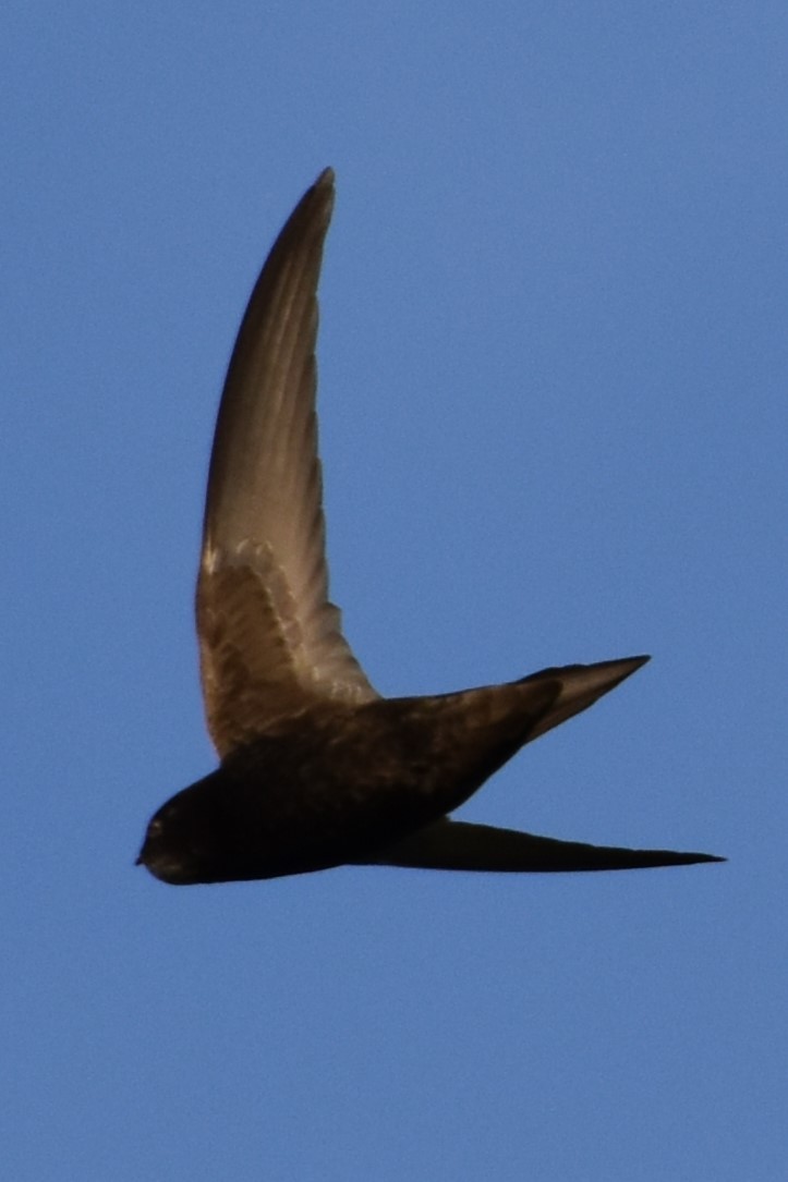 Common Swift - ML620294025