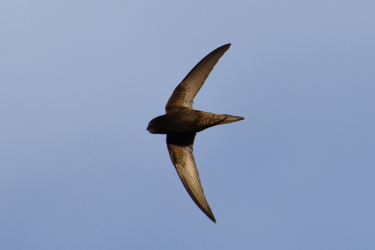 Common Swift - ML620294026