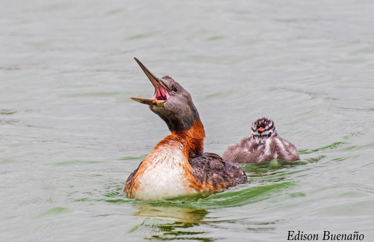 Great Grebe - ML620294028