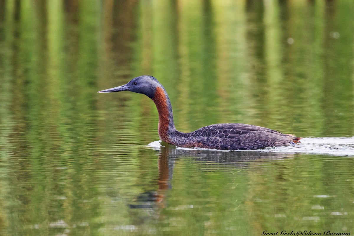 Great Grebe - ML620294029