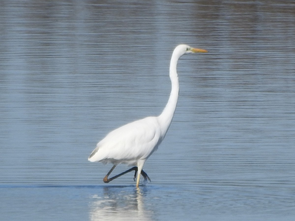 Great Egret - ML620294034