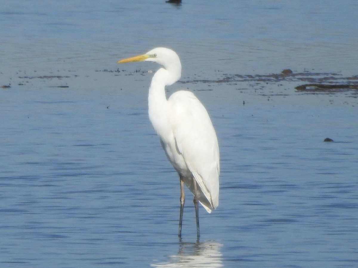 Great Egret - ML620294036