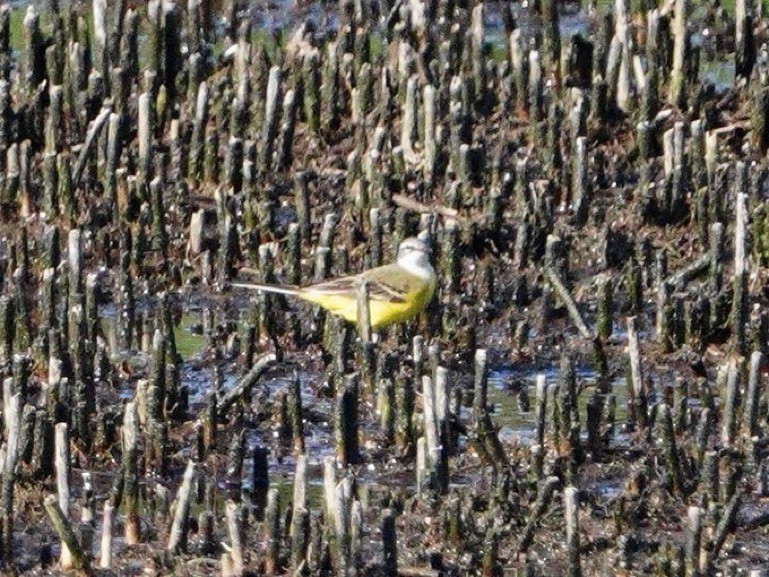 Western Yellow Wagtail - ML620294038