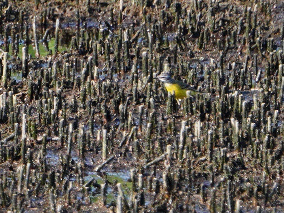 Western Yellow Wagtail - ML620294039