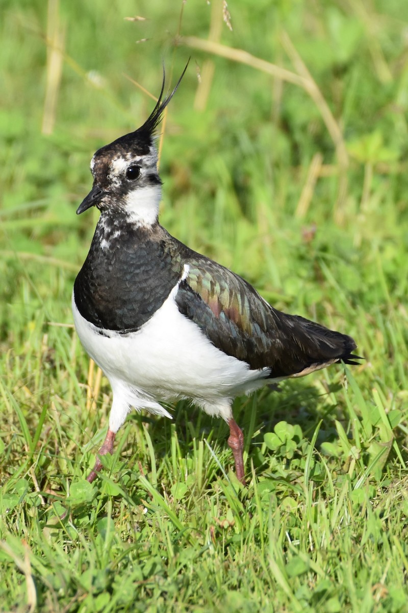 Northern Lapwing - ML620294042