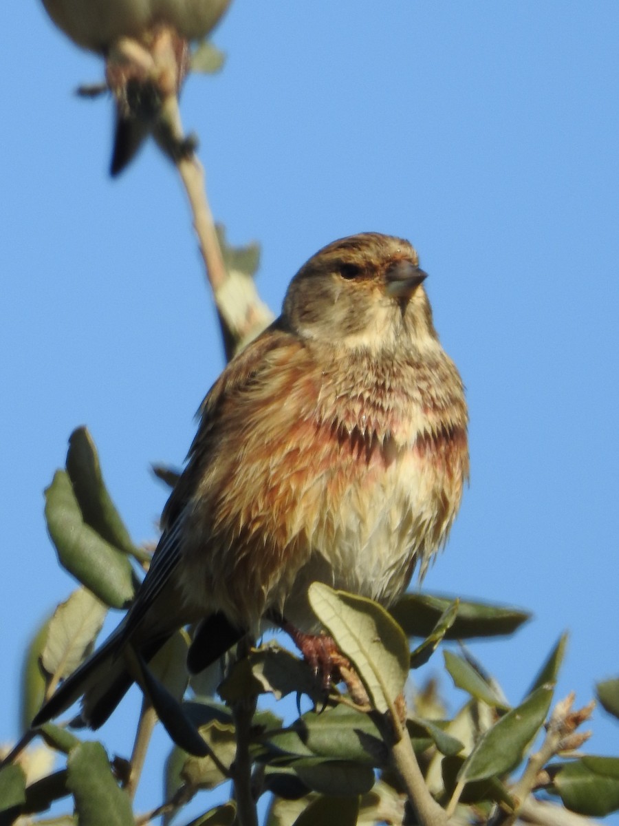 Eurasian Linnet - ML620294043