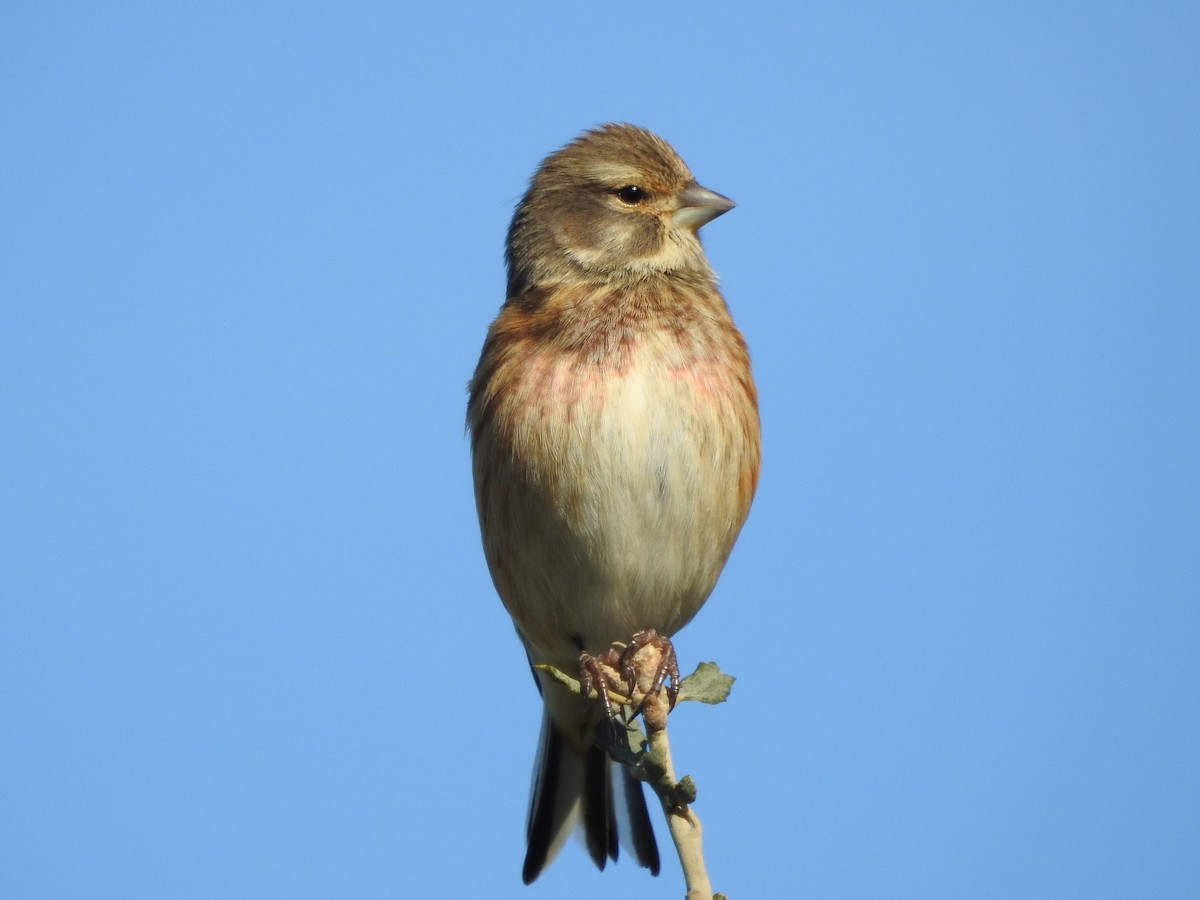 Eurasian Linnet - ML620294044