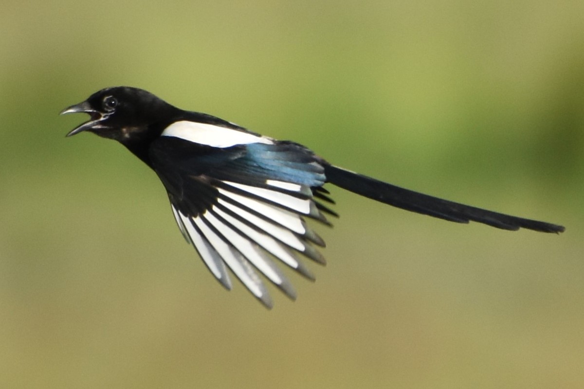 Eurasian Magpie - Philip Bailey