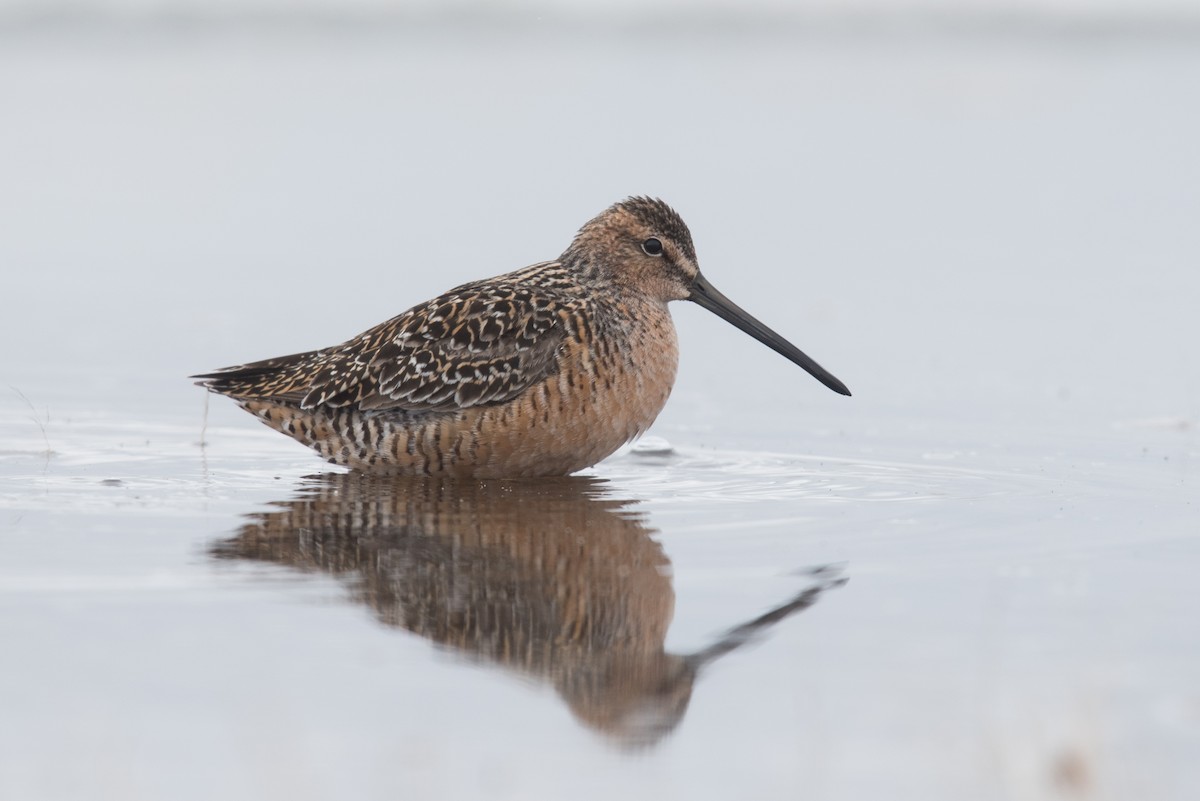 Long-billed Dowitcher - ML620294049