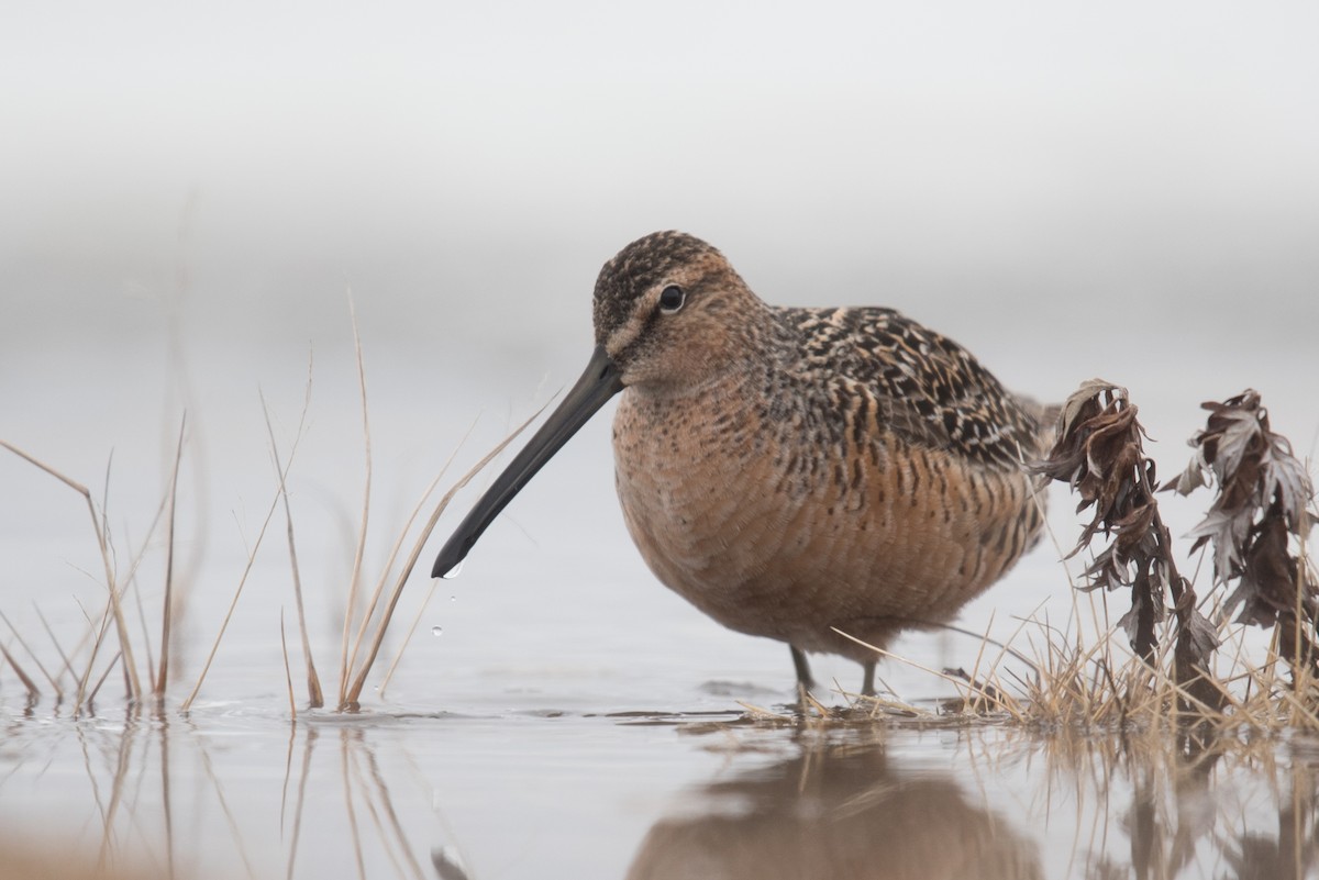 Long-billed Dowitcher - ML620294050