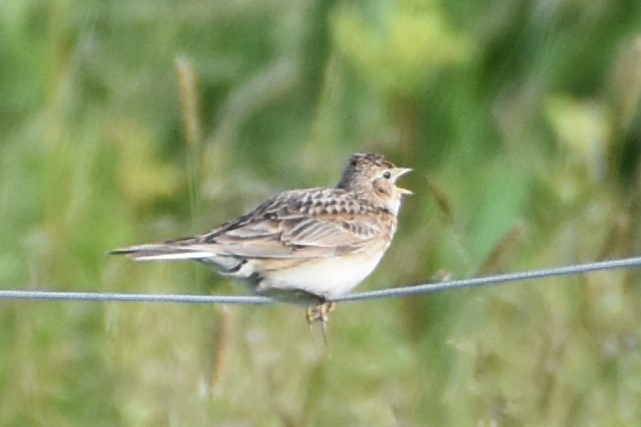 Eurasian Skylark - ML620294051