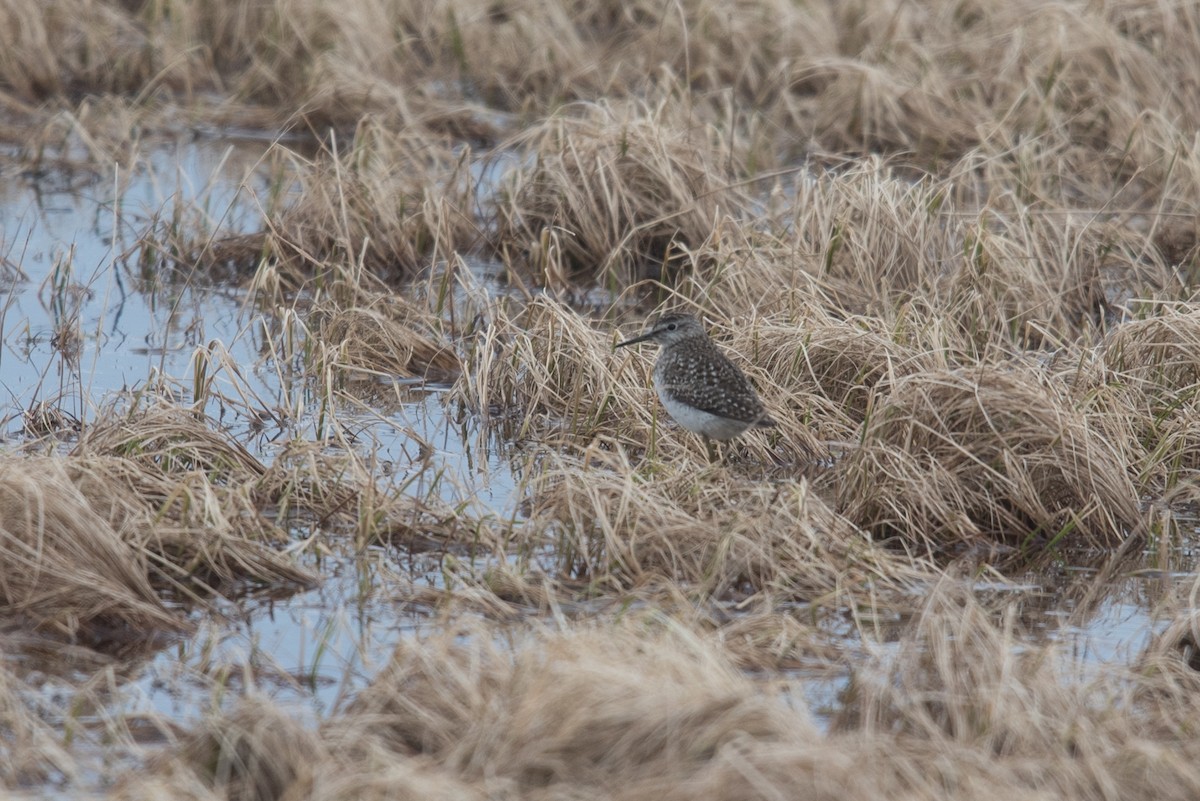 Wood Sandpiper - ML620294052