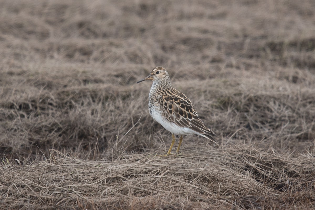 Pectoral Sandpiper - ML620294053