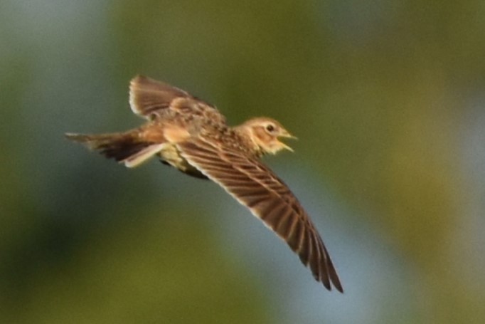 Eurasian Skylark - ML620294055