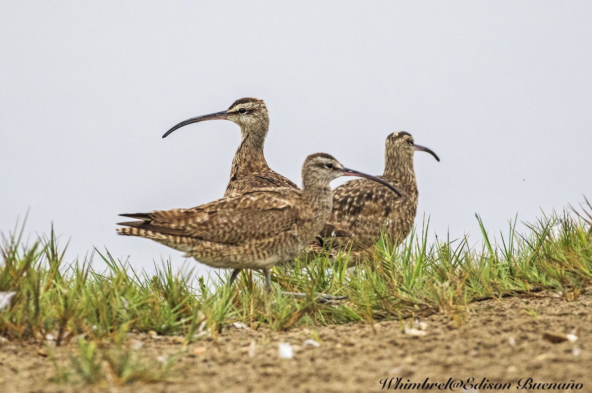 Whimbrel - ML620294057