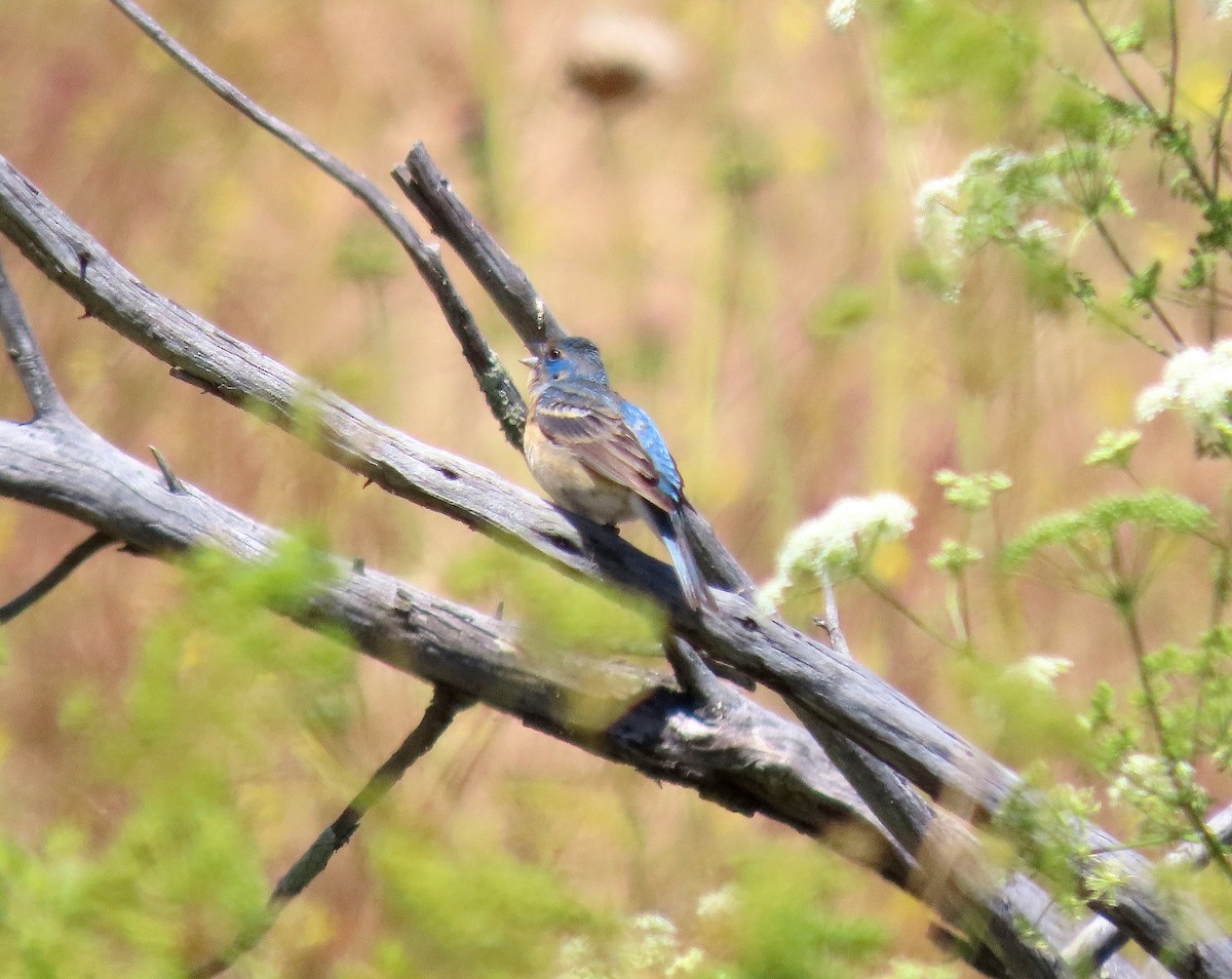 Blue Grosbeak - ML620294058