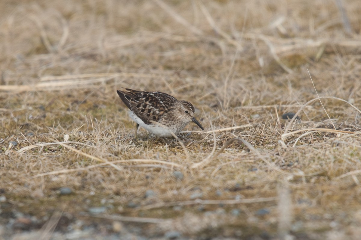 Least Sandpiper - ML620294062