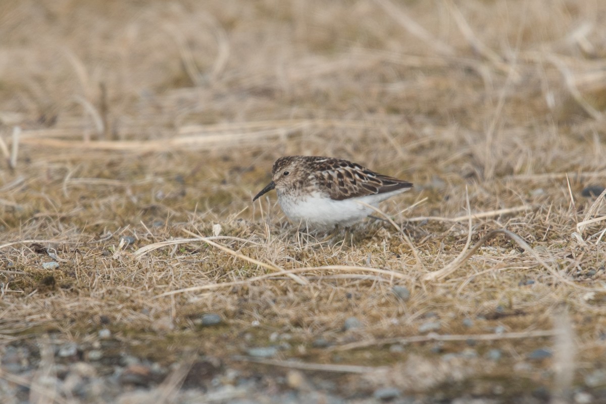 Least Sandpiper - ML620294063