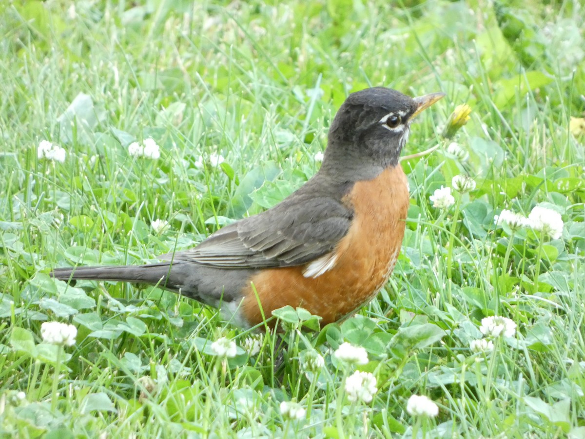 American Robin - ML620294064