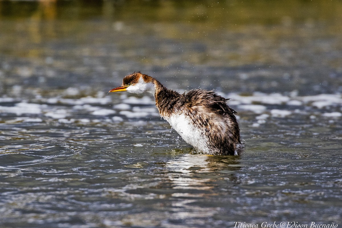 Titicaca Grebe - ML620294066