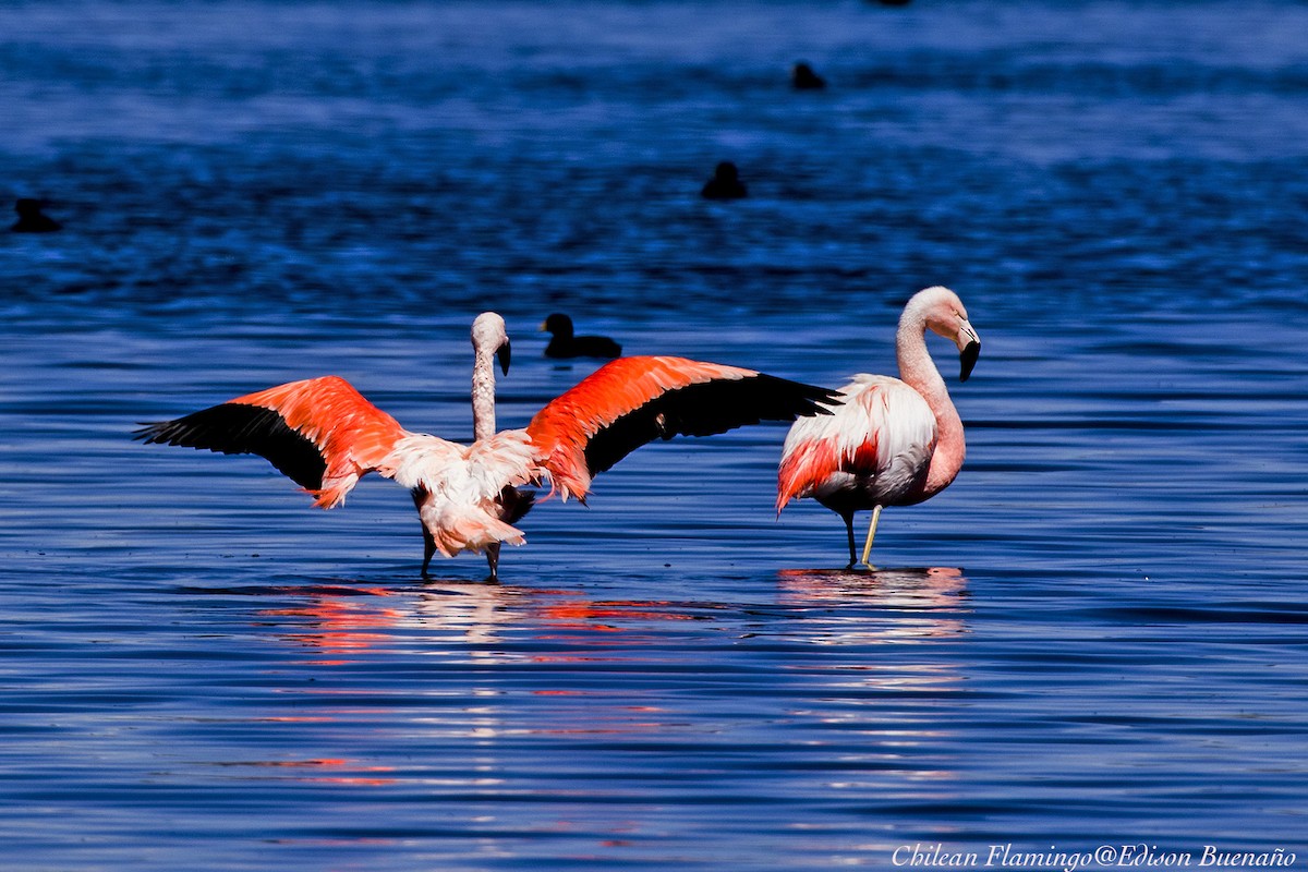 Chilean Flamingo - Edison Buenano