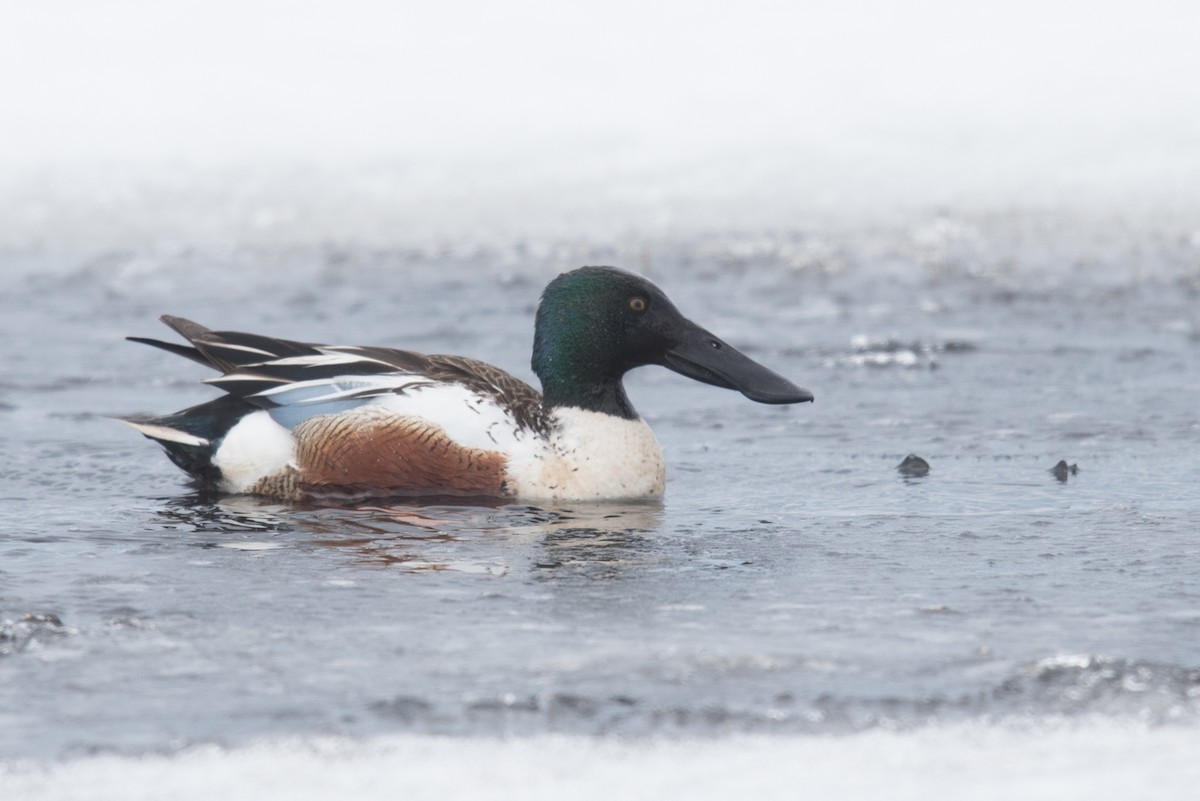 Northern Shoveler - ML620294071