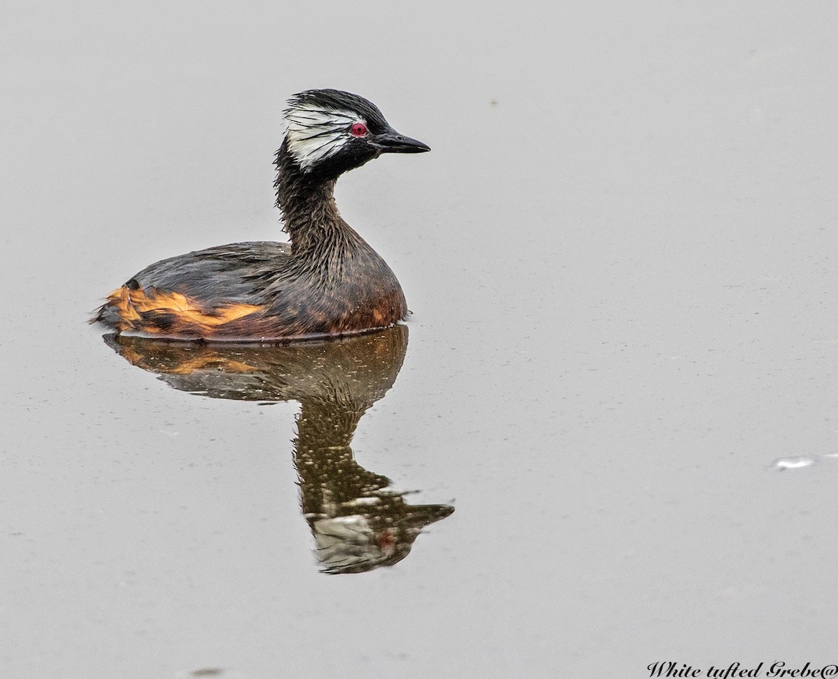 White-tufted Grebe - Edison Buenano