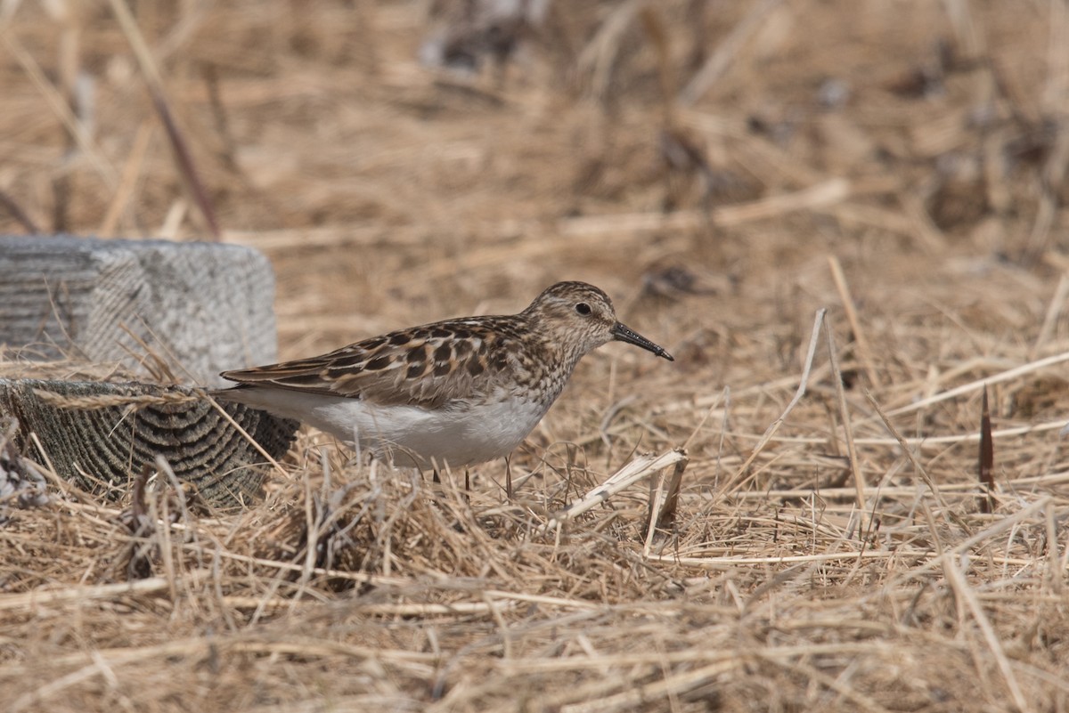 Least Sandpiper - ML620294076