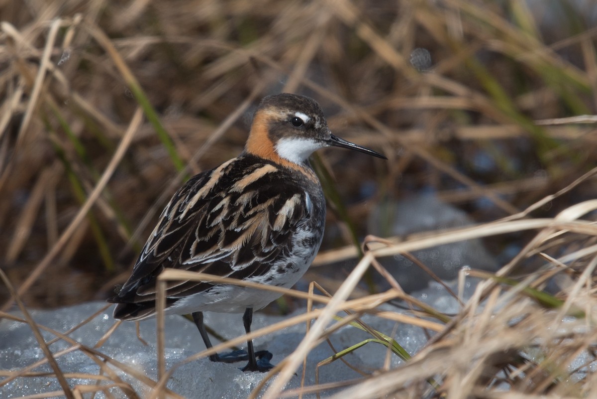 svømmesnipe - ML620294081