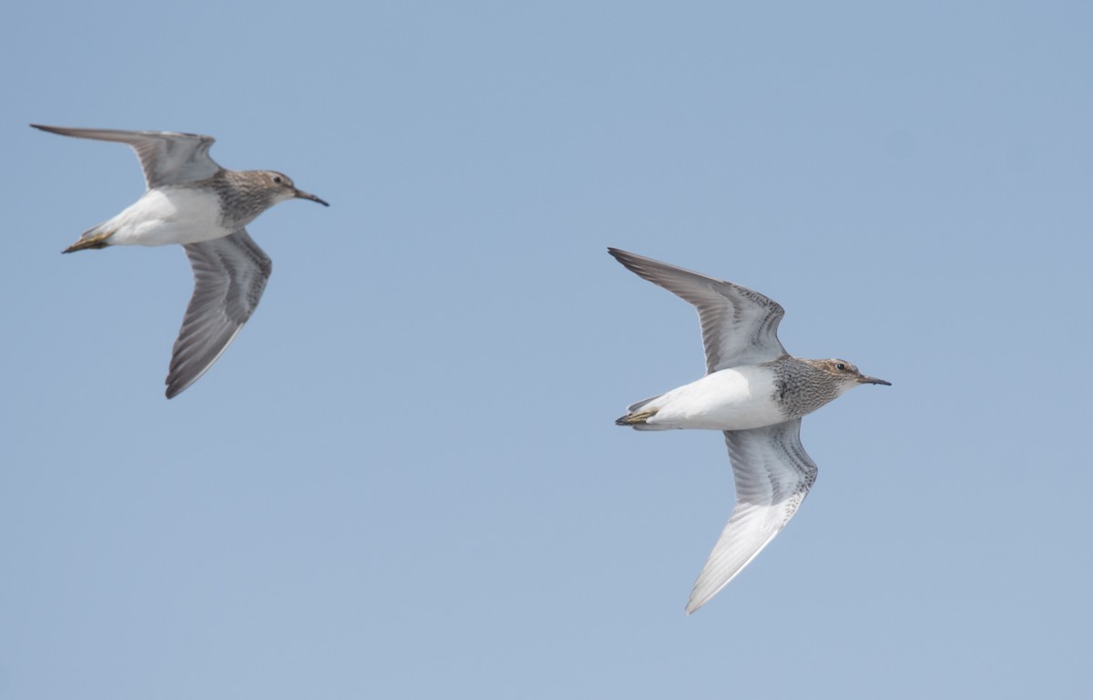 Pectoral Sandpiper - ML620294082