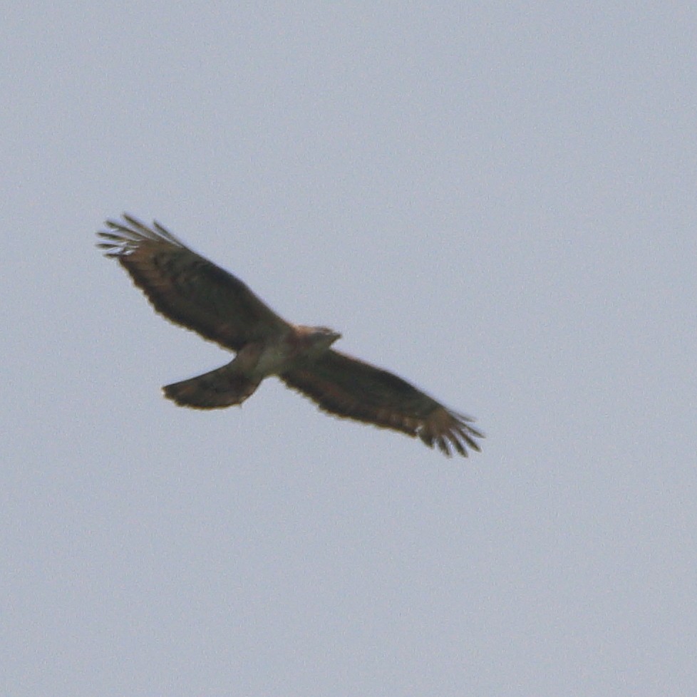 European Honey-buzzard - ML620294090