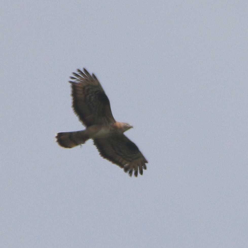 European Honey-buzzard - ML620294091