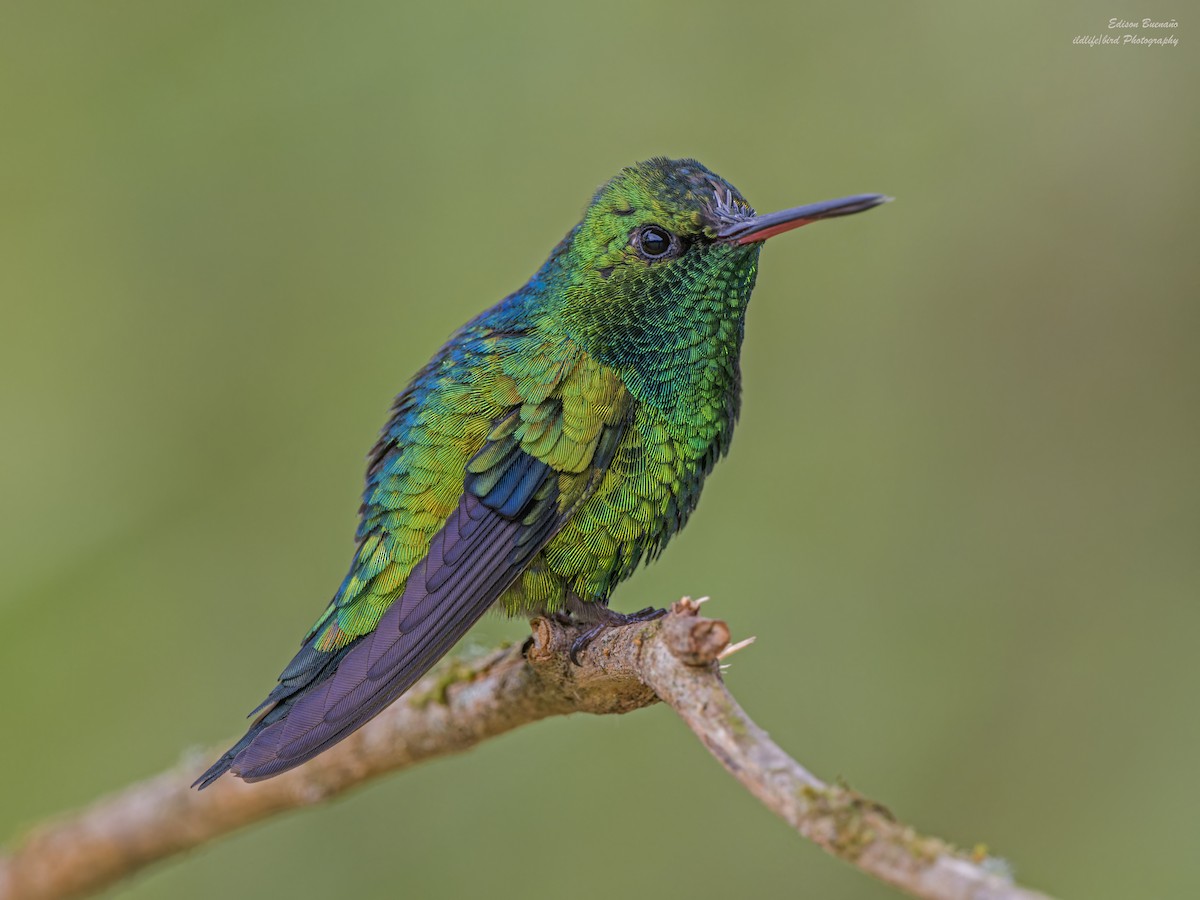 Short-tailed Emerald - Edison Buenano