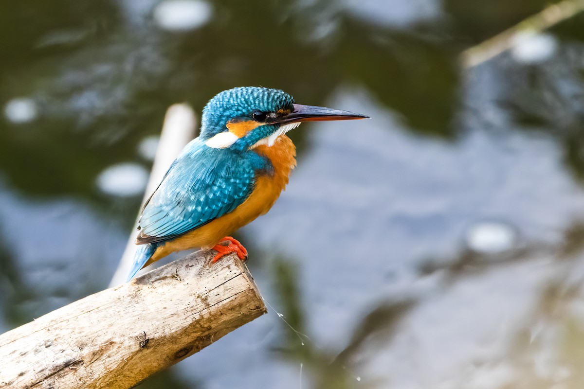 Martin-pêcheur d'Europe - ML620294098