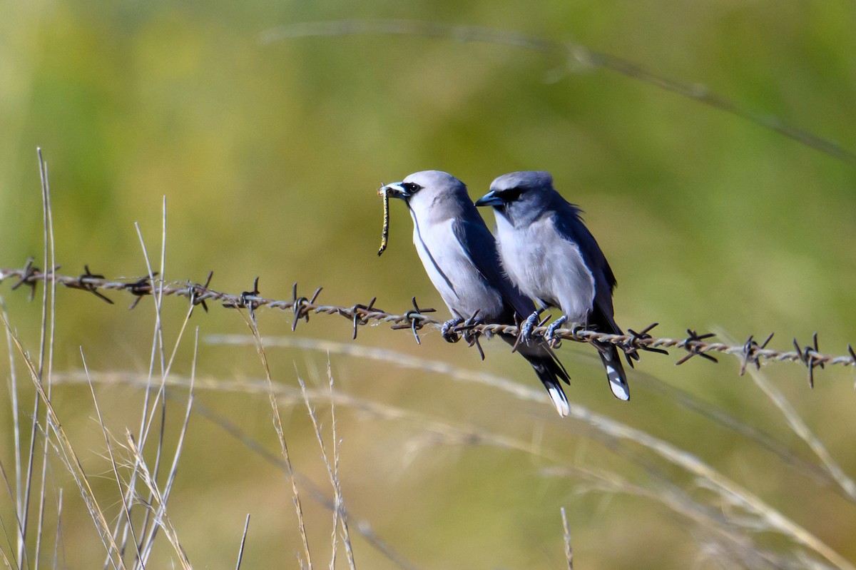 Black-faced Woodswallow - ML620294101